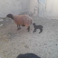 میش و کاوی و بره نر