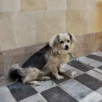 سگ .. شیتزو روباهی