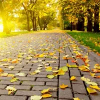 دو تن برگ درخت توت خیلی خیلی تمیز|خدمات باغبانی و درختکاری|تربت‌حیدریه, بوستان باغ ملی|دیوار