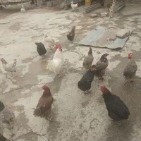 حیوانات