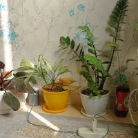 فروش گل و استند ۱۸ عدد گل با گلدان|گل و گیاه طبیعی|اسلامشهر, شهرک سعیدیه|دیوار