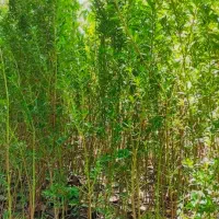 فروش انواع نهال