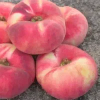 شروع پیش فروش نهال هلو انجیری مالکی