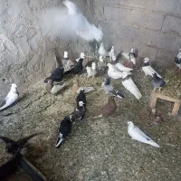 کفتر|پرنده|قروه, |دیوار