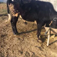 گوساله ای نر محلی|حیوانات مزرعه|خرم‌آباد (تنکابن), |دیوار