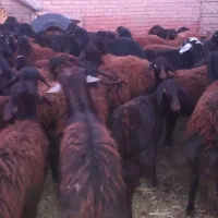 بره نر وماده