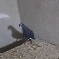 کفتر