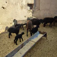 گوسفند میش بره دار چپش قوچ شیشک بز بزغاله دار|حیوانات مزرعه|قم, شهر قائم|دیوار