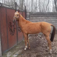 نریان ۳ ساله قد ۱۶۵