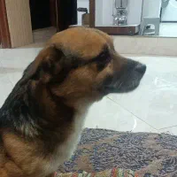 تعداد‌۳عدد‌سگ‌پاکوتاه‌‌فروشی