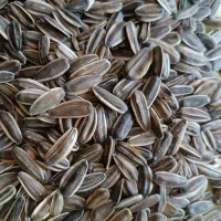 تخمه خارجی و سنقری