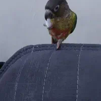 طوطی گرینجیک ۴ ماه  کاملا اهلی|پرنده|ارومیه, |دیوار