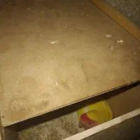 عروس هلندی با تخم برزیلی با تخم معاوضه با قهوه ساز|پرنده|اردبیل, |دیوار