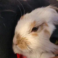 خرگوش مینی لوپ