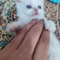 پرشین بریتیش|گربه|ساری, |دیوار