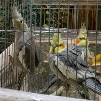 معاوضه با جفت کبوتر|پرنده|تهران, تهرانسر غربی|دیوار