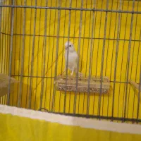 قناری نر بخون