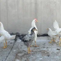 مرغ بومی|حیوانات مزرعه|اصفهان, آفاران|دیوار