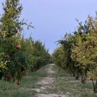 انار ملس درجه یک