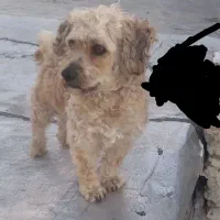 فروش فوری سگ نژاد پودل نر موفرفری