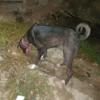 سگ نگهبان