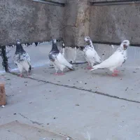 کبوتر درجه یک