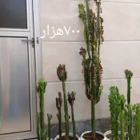 گلهای زیبا با قیمت مناسب|گل و گیاه طبیعی|مرند, |دیوار