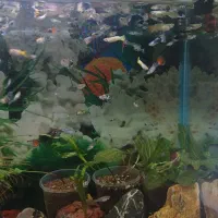 گوپی پیش مولد و بچه گوپی
