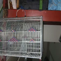 قفس سهره و قفس قناری