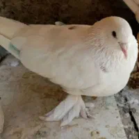 یک عدد کبوتر سفید نقشی پاپری|پرنده|اصفهان, ارداجی|دیوار