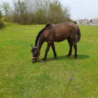 اسب|اسب و تجهیزات اسبسواری|کومله, |دیوار