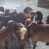 گوسفند بره دار مالچه