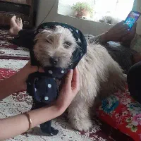 سگ گمشده