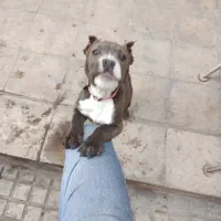 توله پیتبول