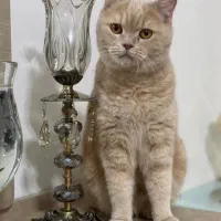 گربه|گربه|رباط‌کریم, رباط‌کریم|دیوار