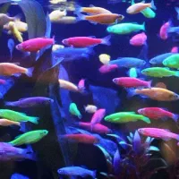 ماهی زبرا ترکیب رنگی درشت مولد