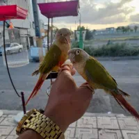 سهره مینا راهب|پرنده|خوی, |دیوار