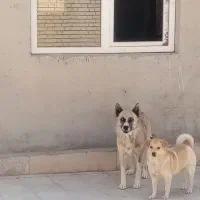 واگذاری 2تاسگ نژاددار