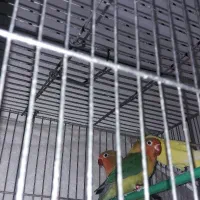 فروش ۲ کوتله بریزیلی بازی گوش و مرغ عشق