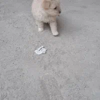 سگ ..|سگ|مرودشت, استادیوم|دیوار