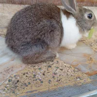 خرگوش معاوضه با پرنده مرغ عشق و...|موش و خرگوش|کازرون, |دیوار