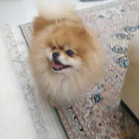 پامر خرسی جهت جفت گیری|سگ|میناب, |دیوار