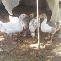 فروش غاز ومرغ‌و خروس‌وجوجه