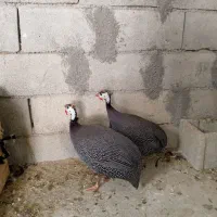 مرغ|پرنده|ایذه, |دیوار