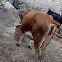 گاو شکم اول اصل سیمنتال با گوساله ماده