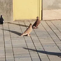 کفتر|پرنده|ملایر, |دیوار