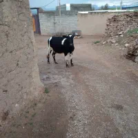 گاو آبستن