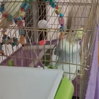 جفت عروس هلندی