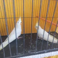 دوتا عروس هلندی