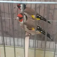 سهره باغی|پرنده|کوهدشت, |دیوار